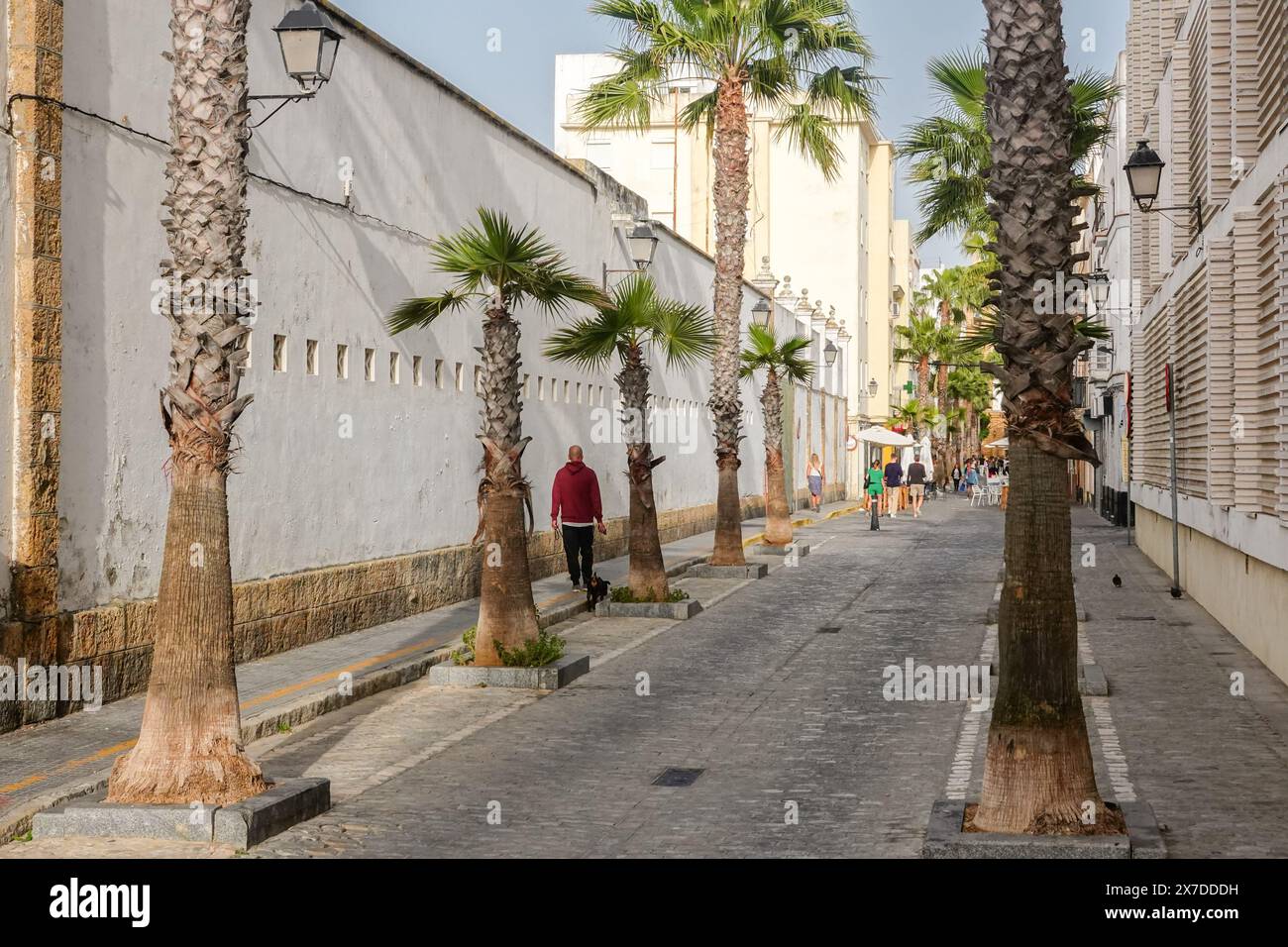 Calle Virgen De la Palma, una strada pedonale fiancheggiata da palme conosciuta per i ristoranti e i caffè a Cadice, Spagna. Cádiz è uno dei più antichi insediamenti abitati in Europa, fondato dai Fenici intorno al 1100 a.C.. Foto Stock