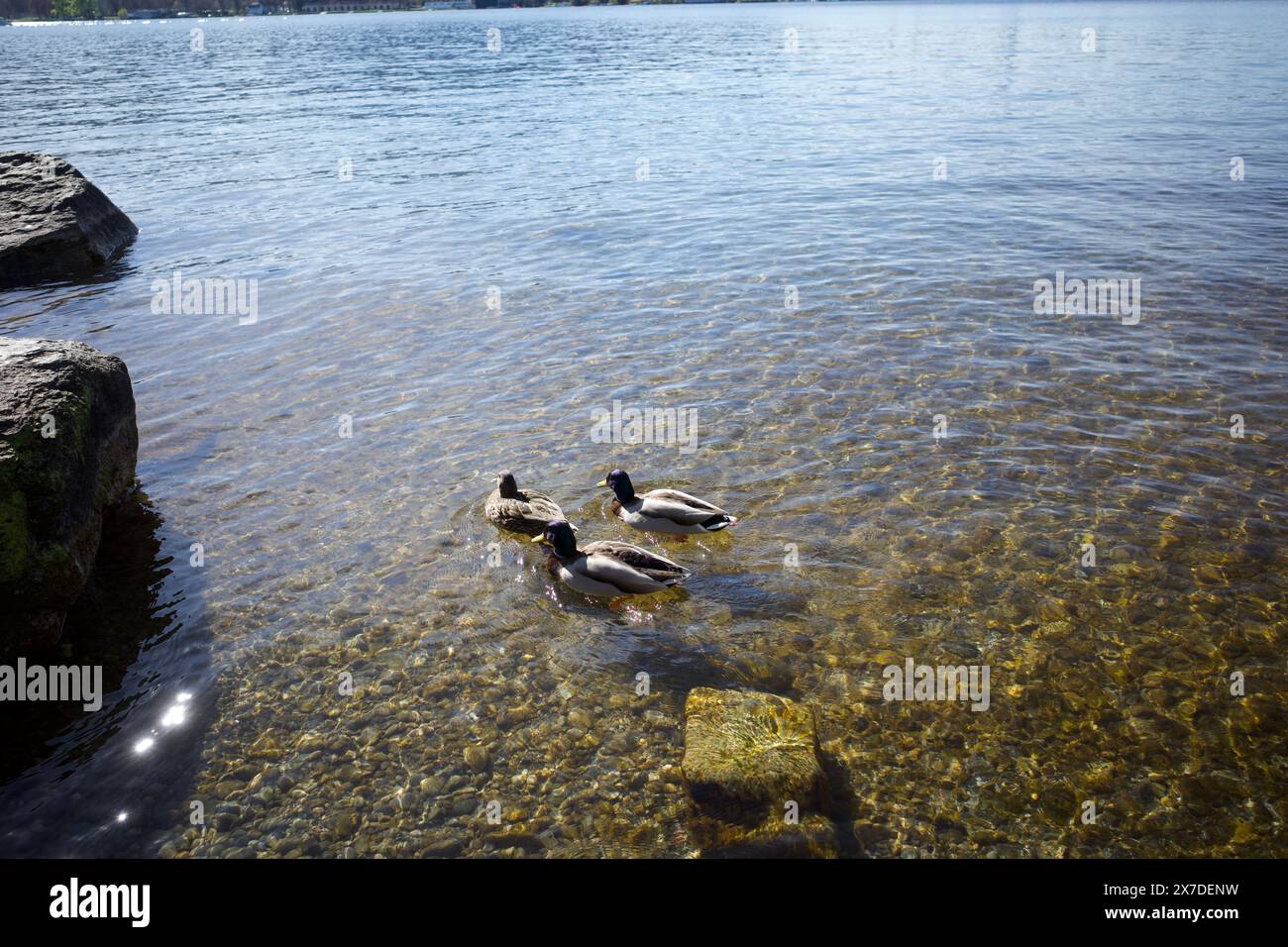 Tre anatre nell'acqua Foto Stock