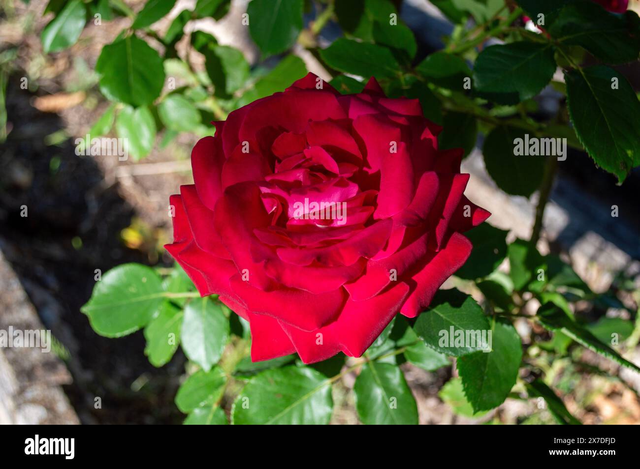 Fiore di rosa rosso intenso Foto Stock