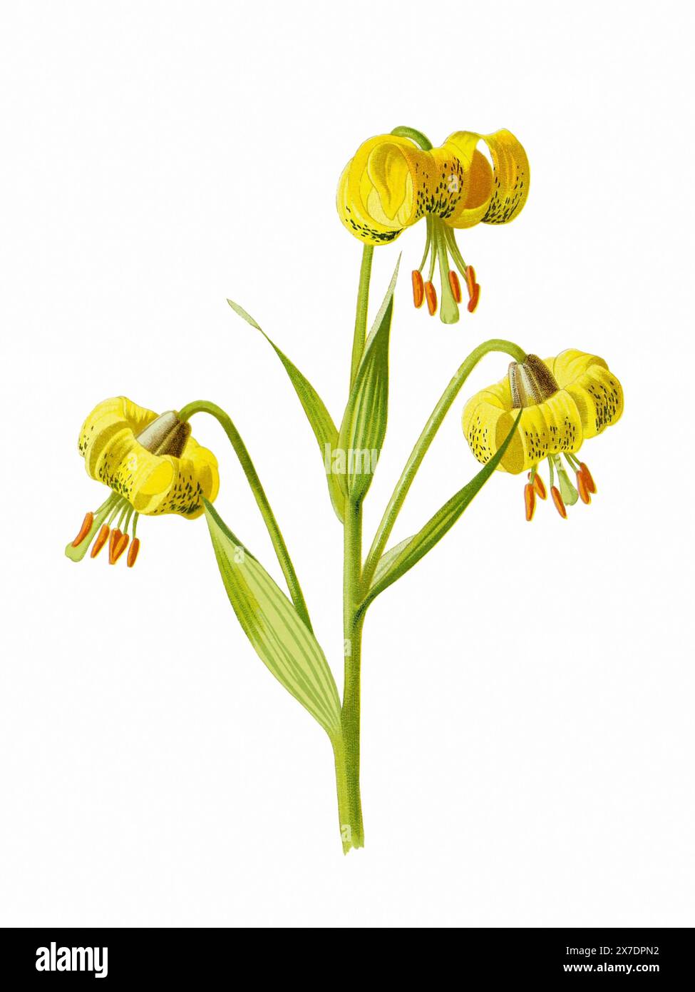 Splendida illustrazione di fiori in fiore. Acquerello digitale con ispirazione vintage su sfondo bianco. Foto Stock