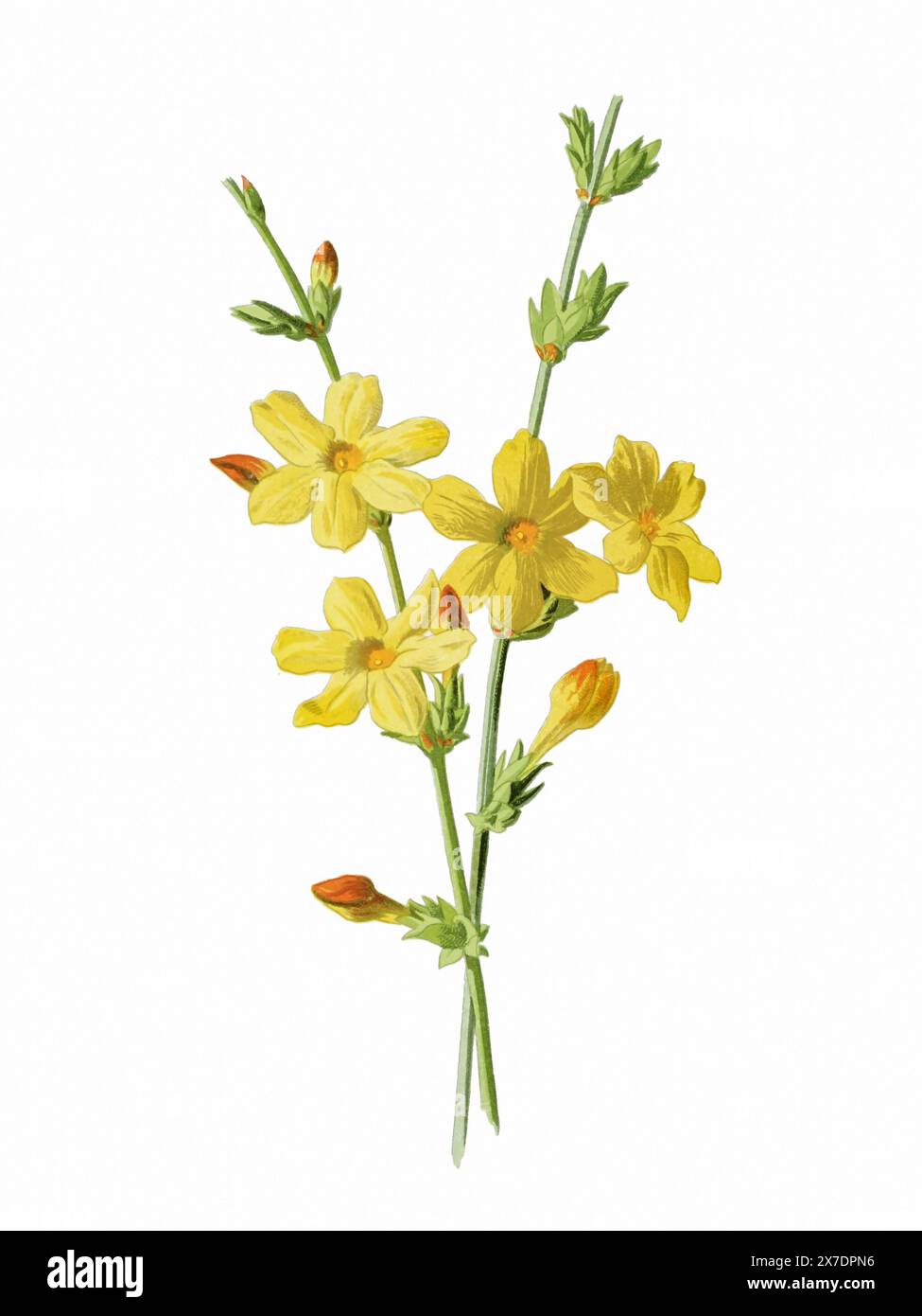 Splendida illustrazione di fiori in fiore. Acquerello digitale con ispirazione vintage su sfondo bianco. Foto Stock