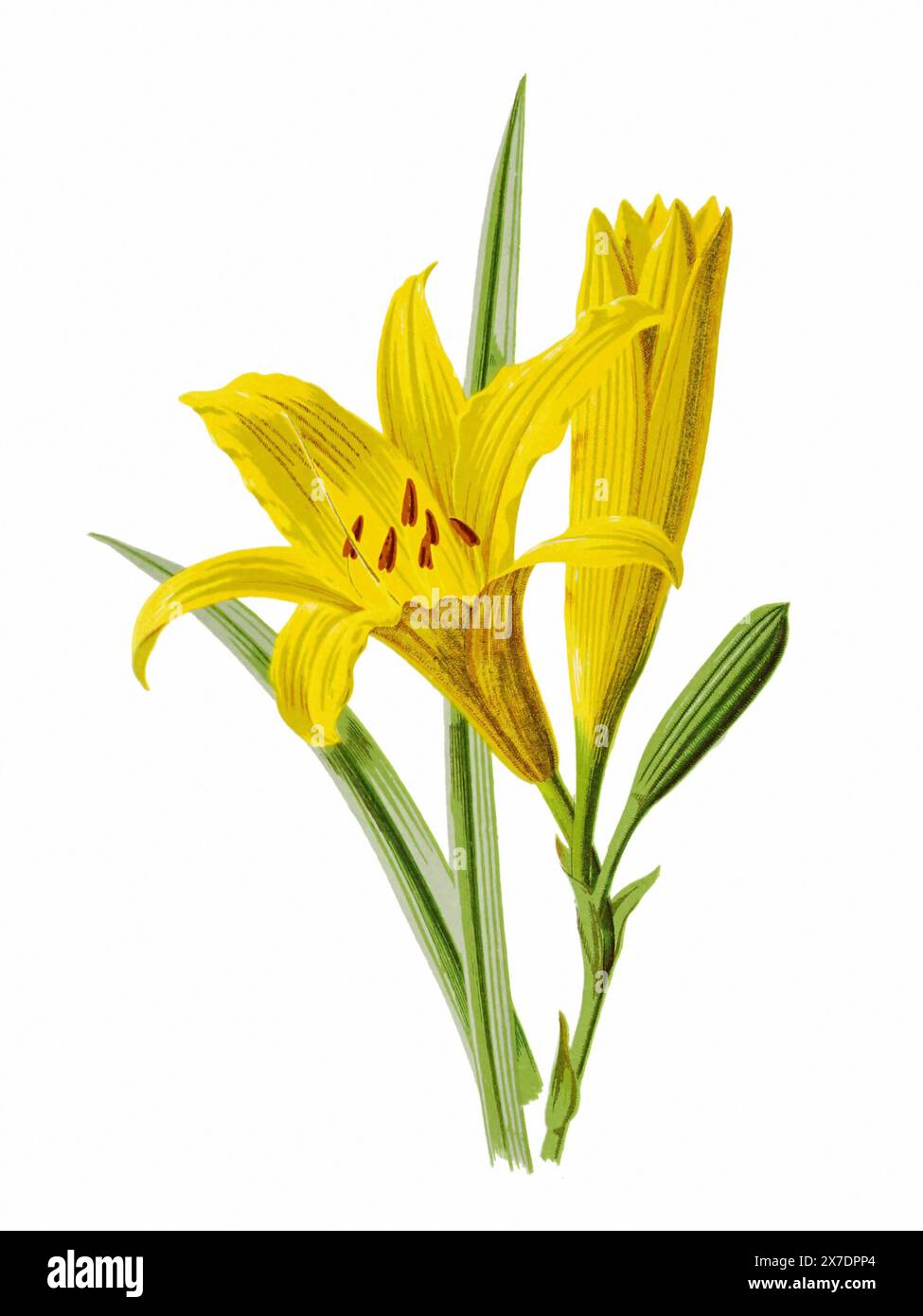 Splendida illustrazione di fiori in fiore. Acquerello digitale con ispirazione vintage su sfondo bianco. Foto Stock