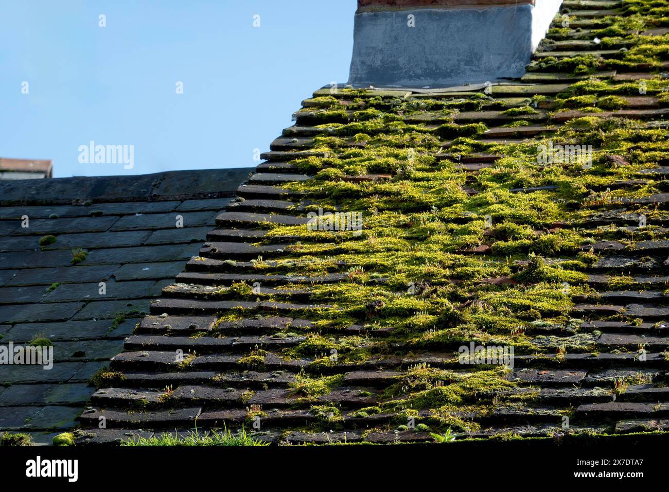 Il muschio cresce su tegole del tetto Foto Stock
