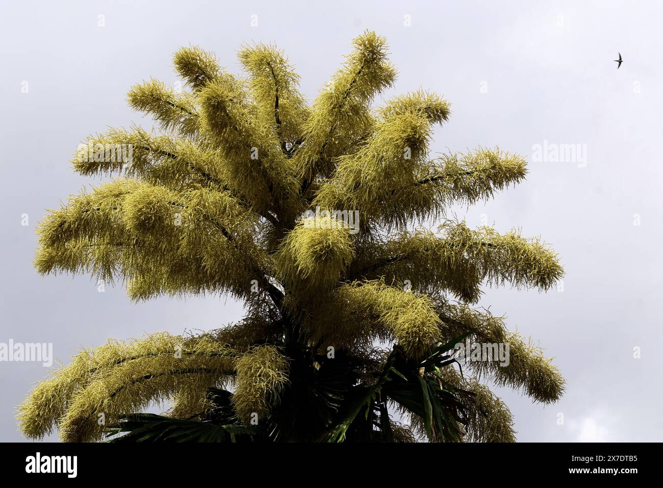 Valencia, Carabobo, Venezuela. 18 maggio 2024. 18 maggio 2024. La palma di Ceylon (Corypha umbraculifera) fiorisce nei giardini dell'Università di Carabobo. Dal 2013, la palma dell'Asia meridionale detiene il Guinness World record come la più grande infiorescenza ramificata del mondo, impiegando tra i 40 e i 80 anni per fiorire. Foto: Juan Carlos HernÃndez (immagine di credito: © Juan Carlos Hernandez/ZUMA Press Wire) SOLO PER USO EDITORIALE! Non per USO commerciale! Foto Stock