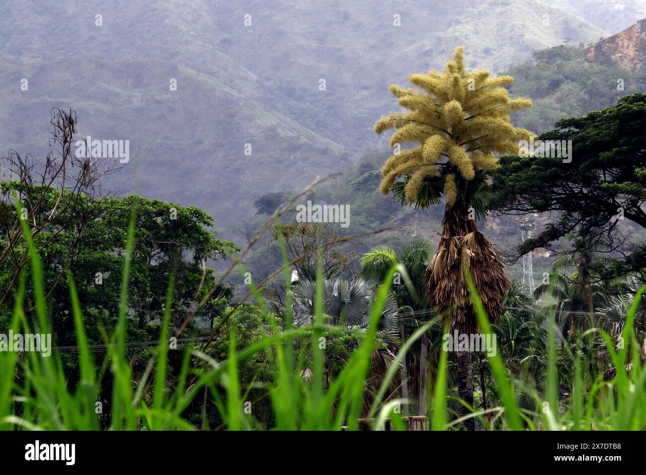 Valencia, Carabobo, Venezuela. 18 maggio 2024. 18 maggio 2024. La palma di Ceylon (Corypha umbraculifera) fiorisce nei giardini dell'Università di Carabobo. Dal 2013, la palma dell'Asia meridionale detiene il Guinness World record come la più grande infiorescenza ramificata del mondo, impiegando tra i 40 e i 80 anni per fiorire. Foto: Juan Carlos HernÃndez (immagine di credito: © Juan Carlos Hernandez/ZUMA Press Wire) SOLO PER USO EDITORIALE! Non per USO commerciale! Foto Stock