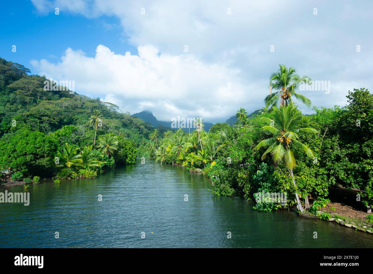 Lussureggiante foresta tropicale e fiume su Raiatea, Isole della società, Polinesia francese Foto Stock