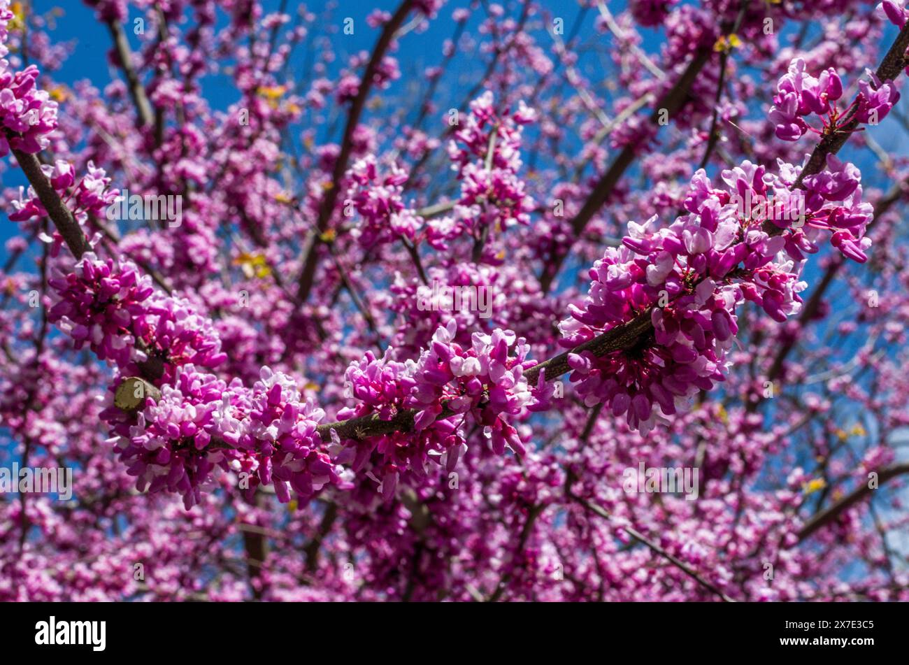 Un primo piano di Lilac Branch Foto Stock