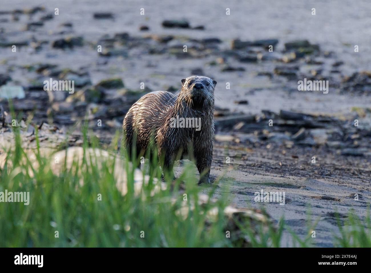 River Otter a Vancouver, British Columbia, Canada Foto Stock