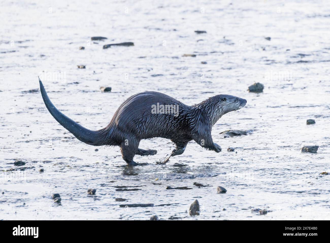 River Otter a Vancouver, British Columbia, Canada Foto Stock