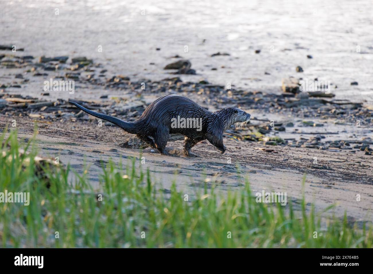 River Otter a Vancouver, British Columbia, Canada Foto Stock