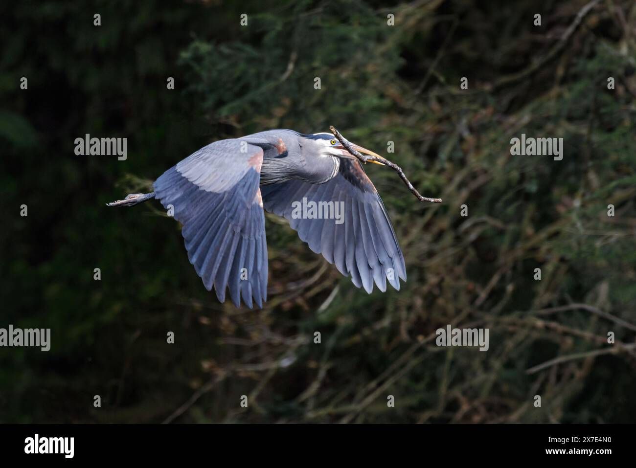 Grande airone blu con materiale di nidificazione uccello a Vancouver, British Columbia, Canada Foto Stock