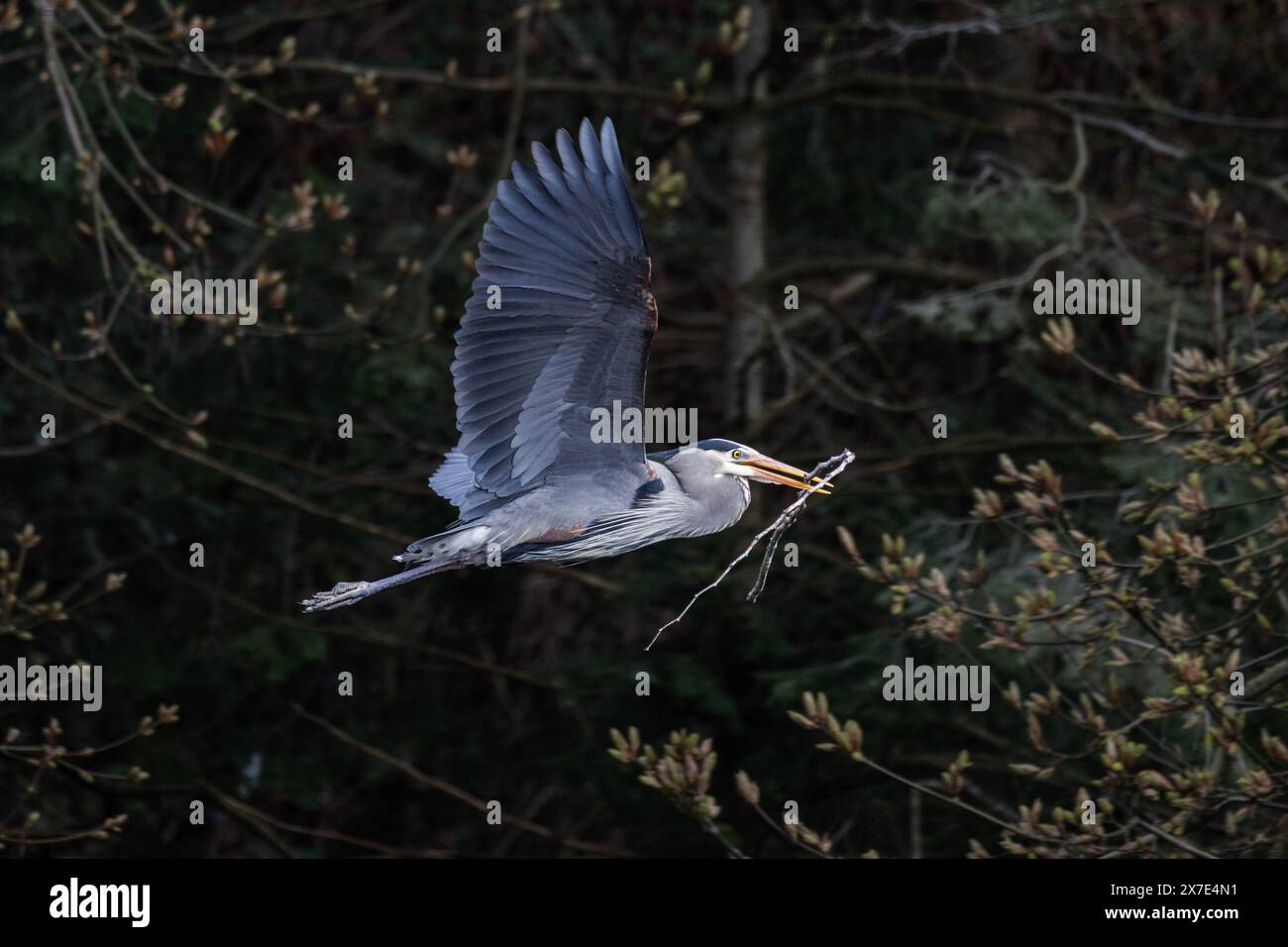 Grande airone blu con materiale di nidificazione uccello a Vancouver, British Columbia, Canada Foto Stock