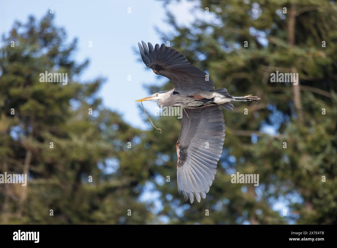 Grande airone blu con materiale di nidificazione uccello a Vancouver, British Columbia, Canada Foto Stock