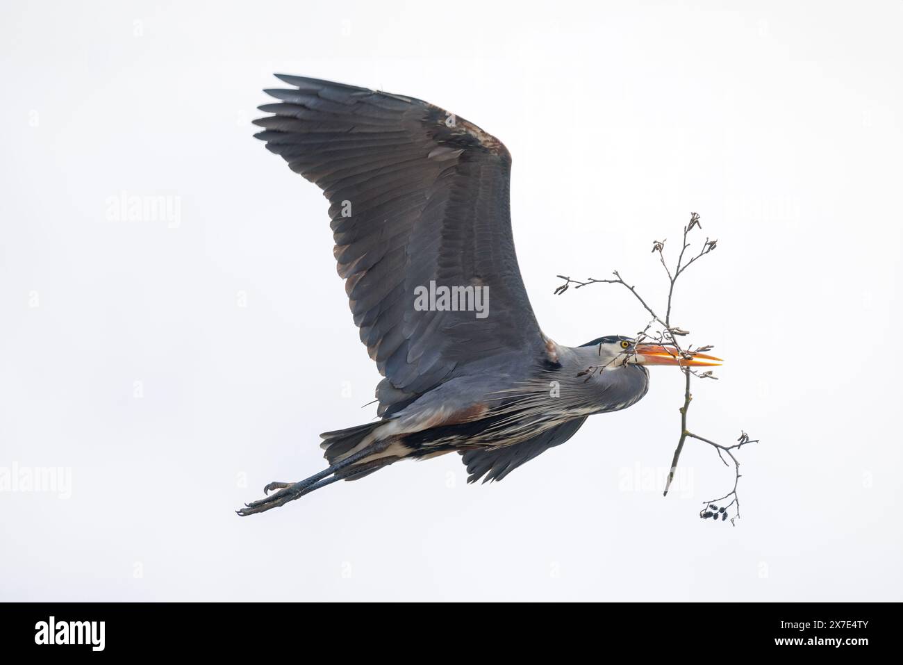 Grande airone blu con materiale di nidificazione uccello a Vancouver, British Columbia, Canada Foto Stock