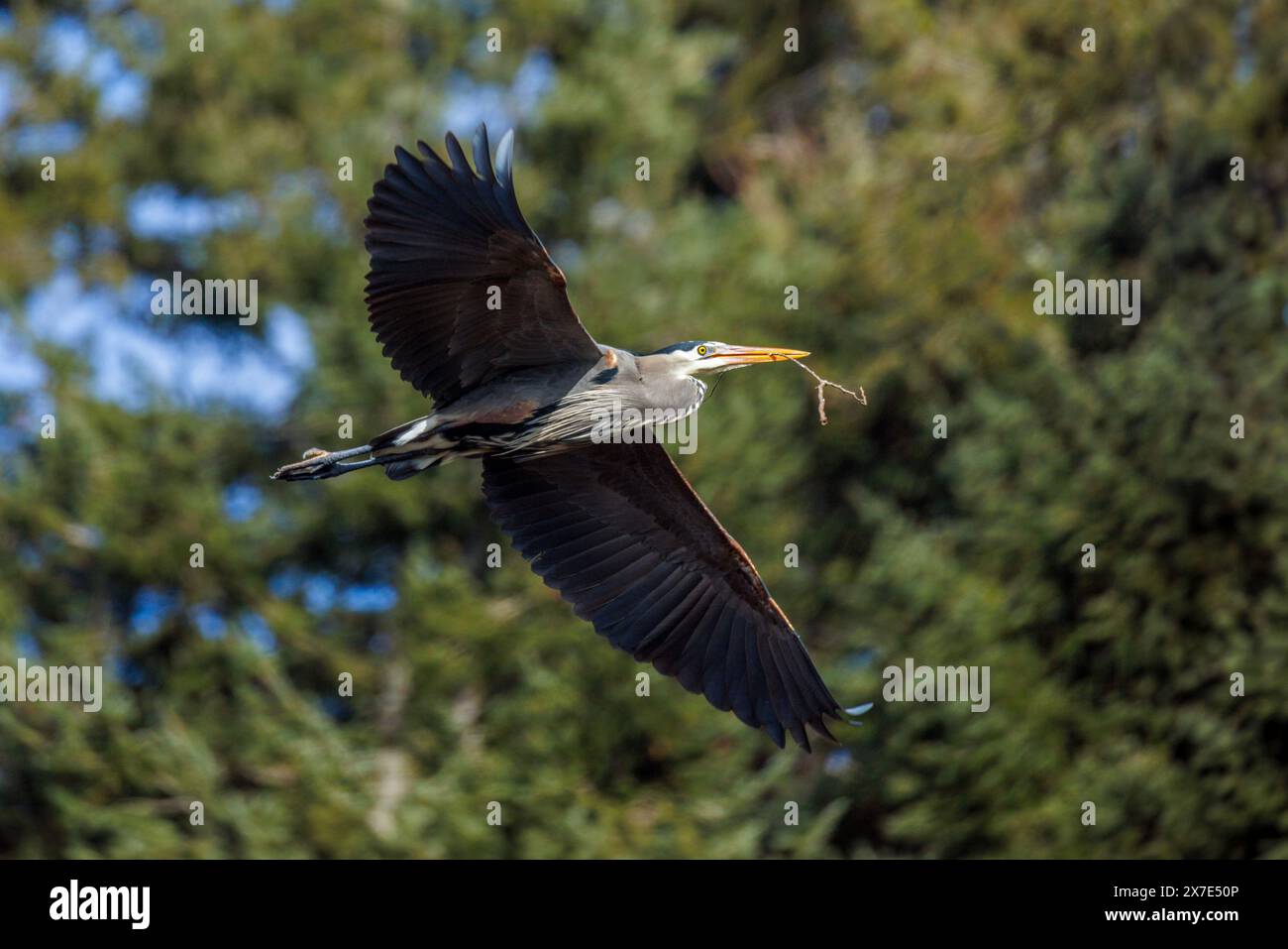 Grande airone blu con materiale di nidificazione uccello a Vancouver, British Columbia, Canada Foto Stock