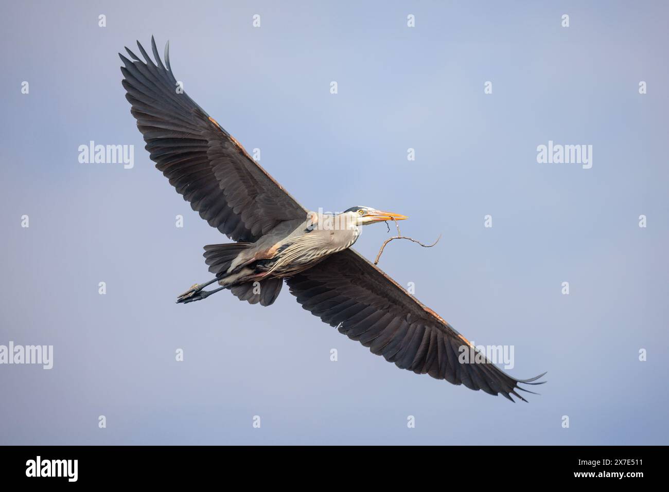 Grande airone blu con materiale di nidificazione uccello a Vancouver, British Columbia, Canada Foto Stock