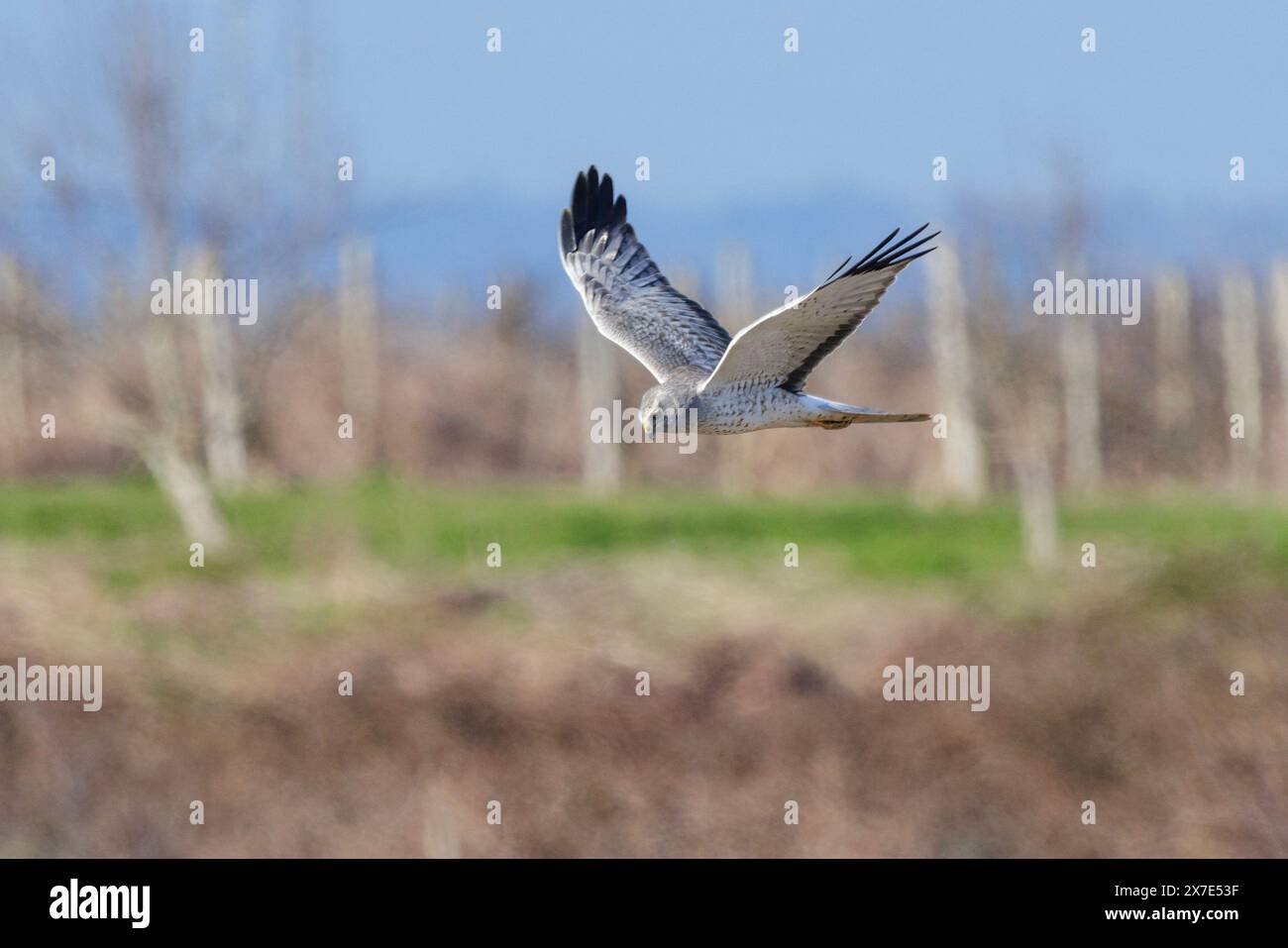 L'uccello del corriere del nord a Vancouver BC Canada Foto Stock