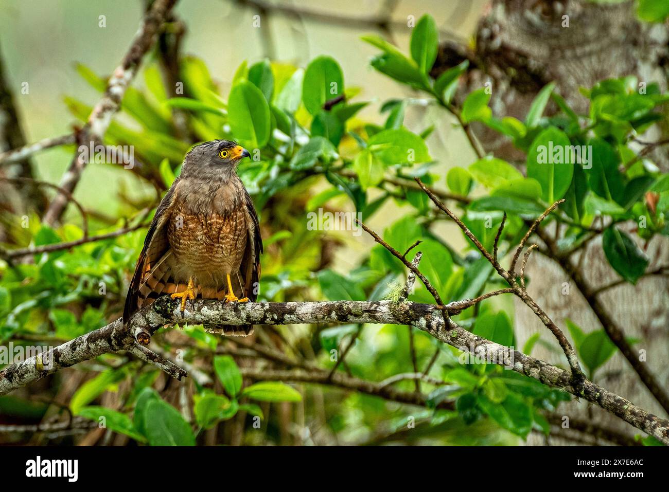 Falco sul lato della strada bagnato con alette aperte per asciugare Foto Stock