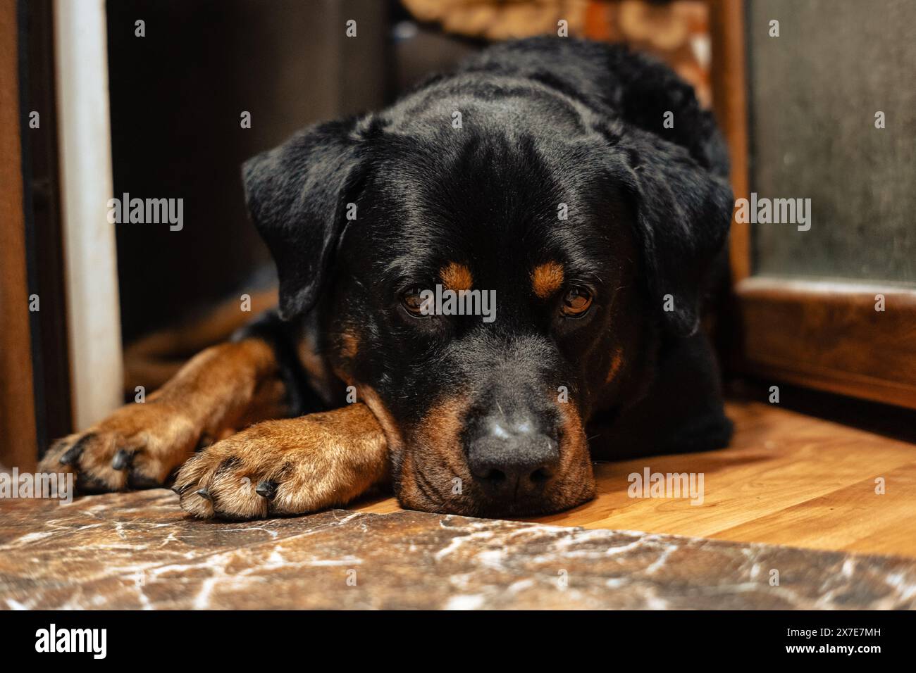 Cane Rottweiler sonnolento Foto Stock