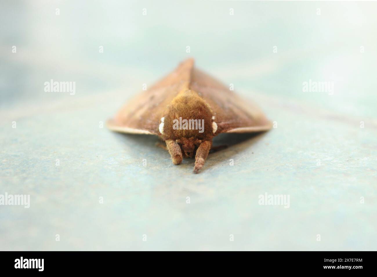 Peacock Eye Moth, Pseudautomeris luteata, dell'ordine Lepidoptera, superfamiglia Bombicoidea, famiglia Saturniidae, sottofamiglia Hemileucinae, vista frontale. Foto Stock