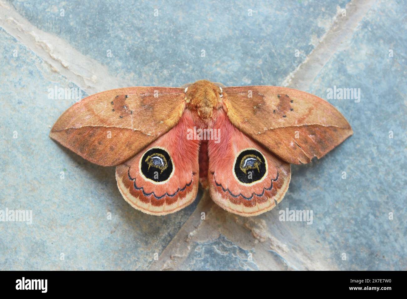 Peacock Eye Moth, Pseudautomeris luteata, dell'ordine Lepidoptera, superfamiglia Bombicoidea, famiglia Saturniidae, sottofamiglia Hemileucinae, vista dall'alto. Foto Stock