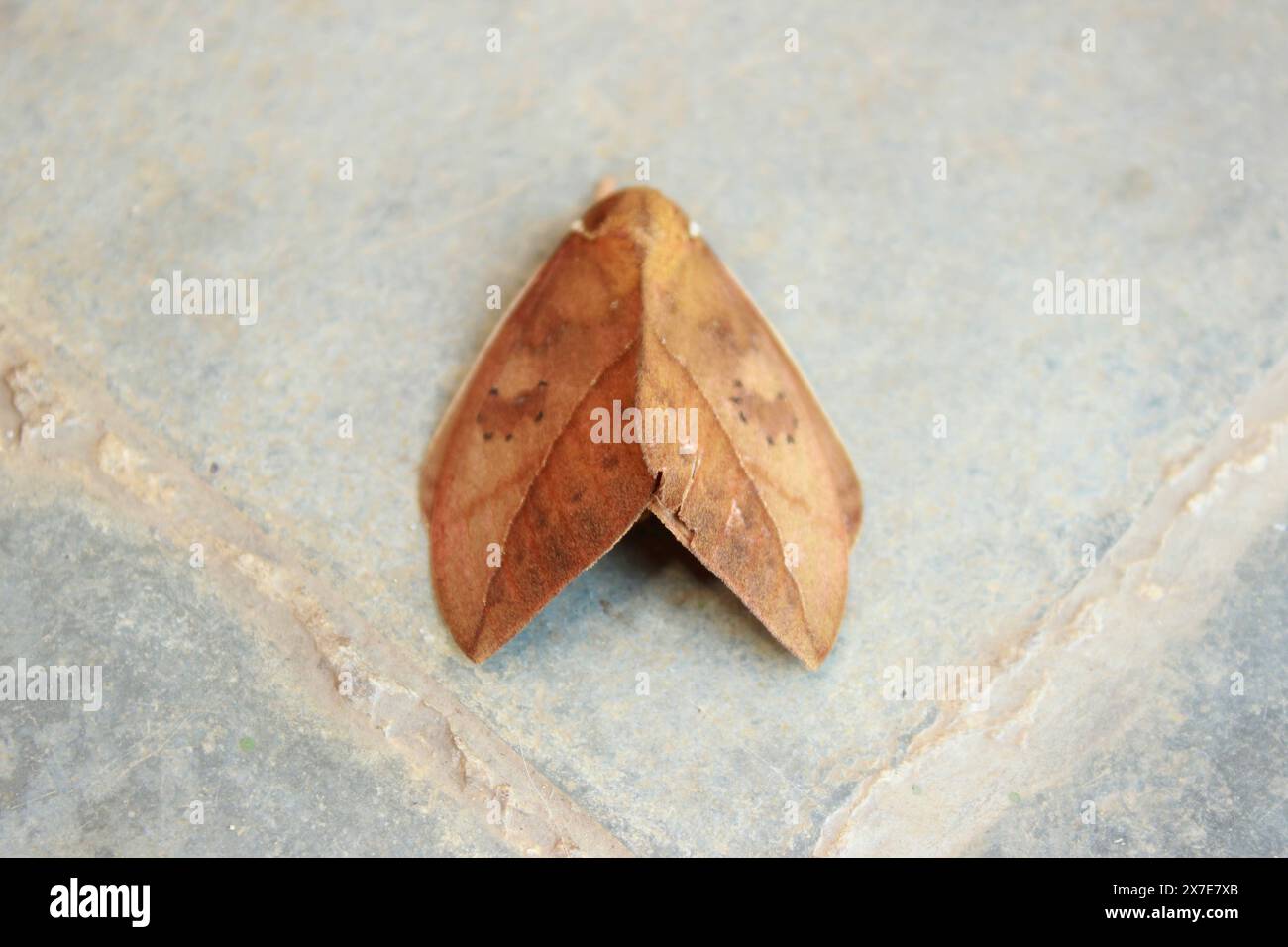 Peacock Eye Moth, Pseudautomeris luteata, dell'ordine Lepidoptera, superfamiglia Bombicoidea, famiglia Saturniidae, sottofamiglia Hemileucinae, vista dall'alto. Foto Stock