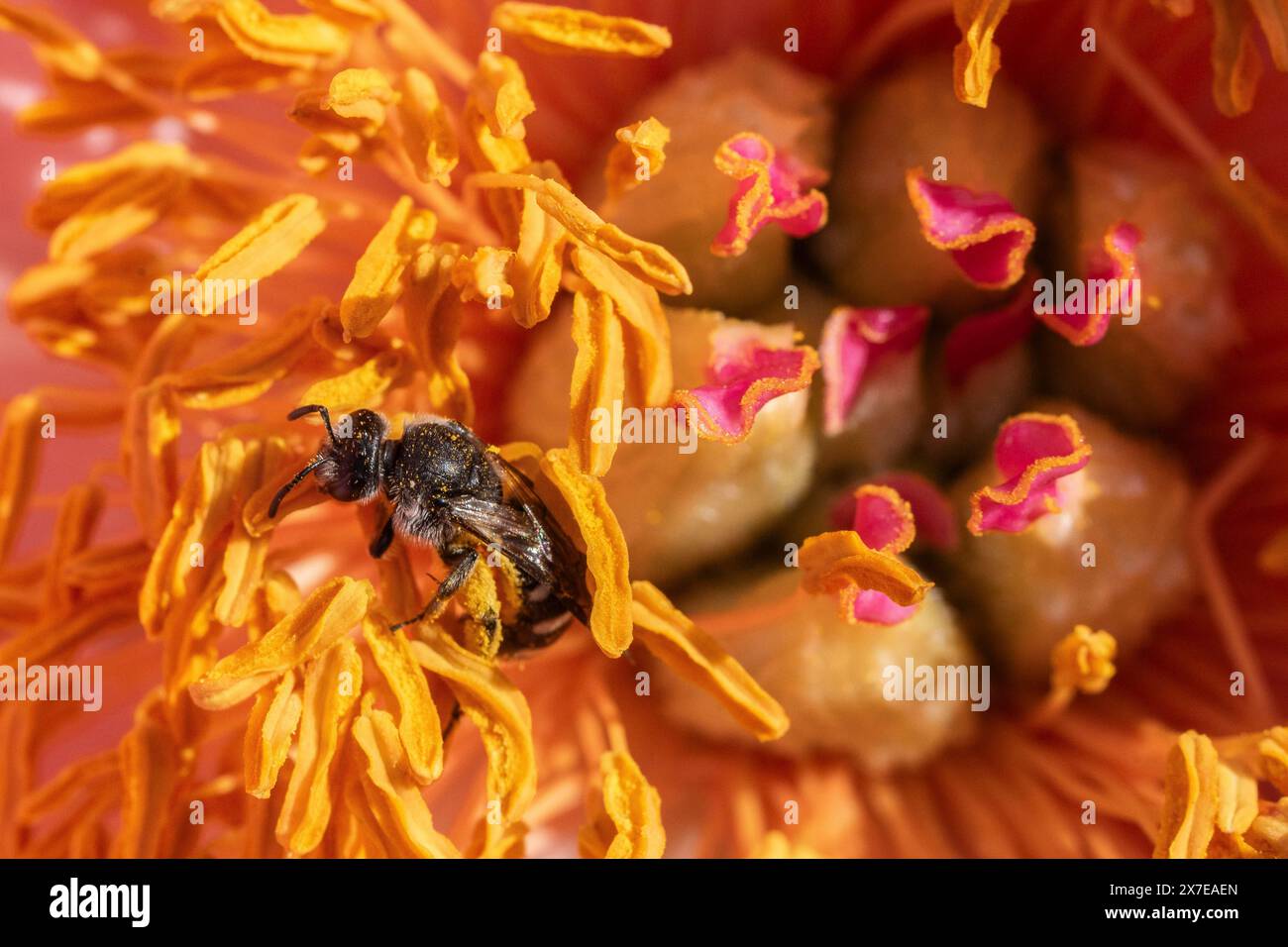 Ape ad ala stretta comune (Lasioglossum calceatum) in fiore di peonia, Emsland, bassa Sassonia, Germania Foto Stock