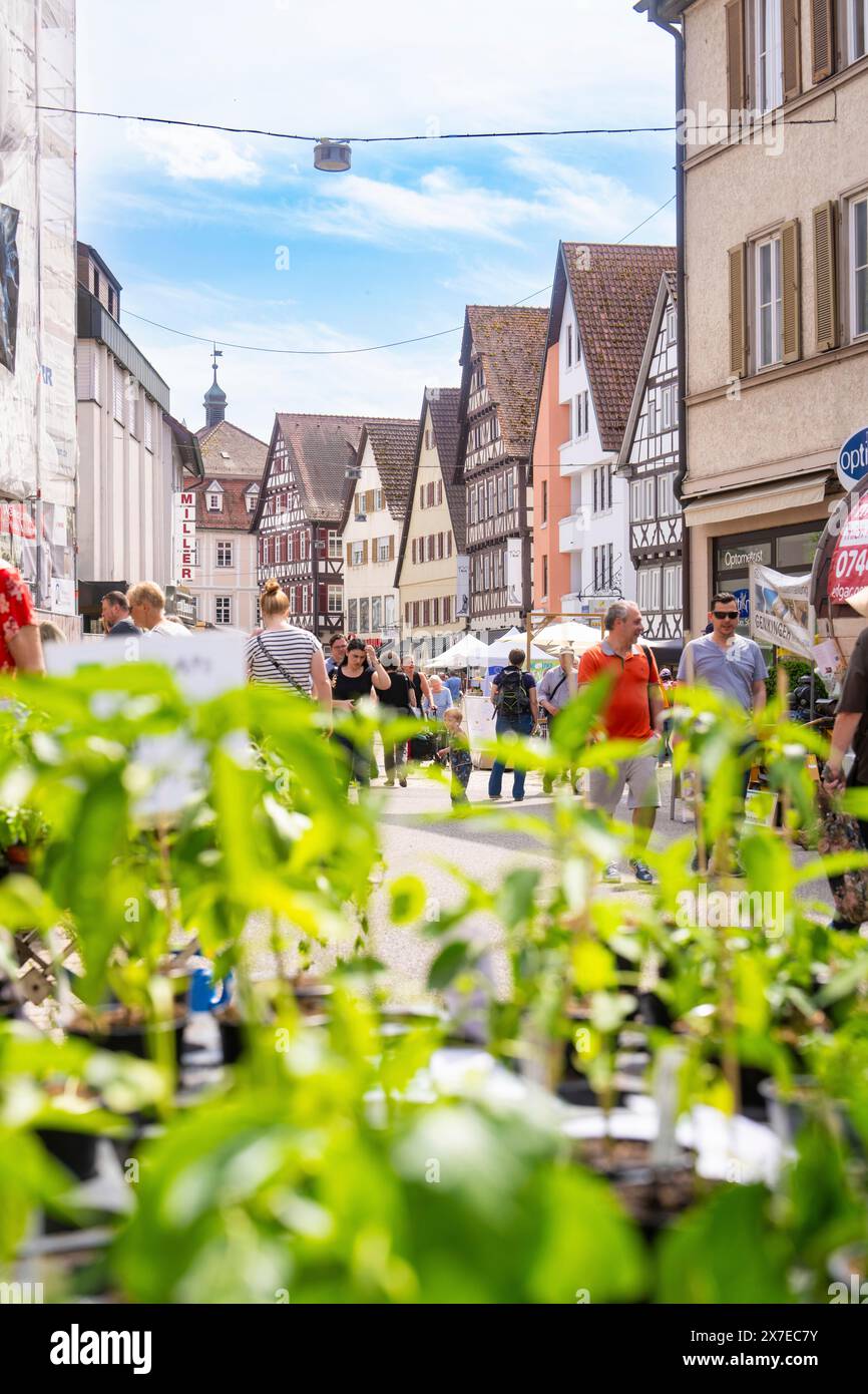 Mercato in un centro città con case in legno e bancarelle, pieno di persone e piante, primavera, Nagold, Foresta Nera, Germania Foto Stock