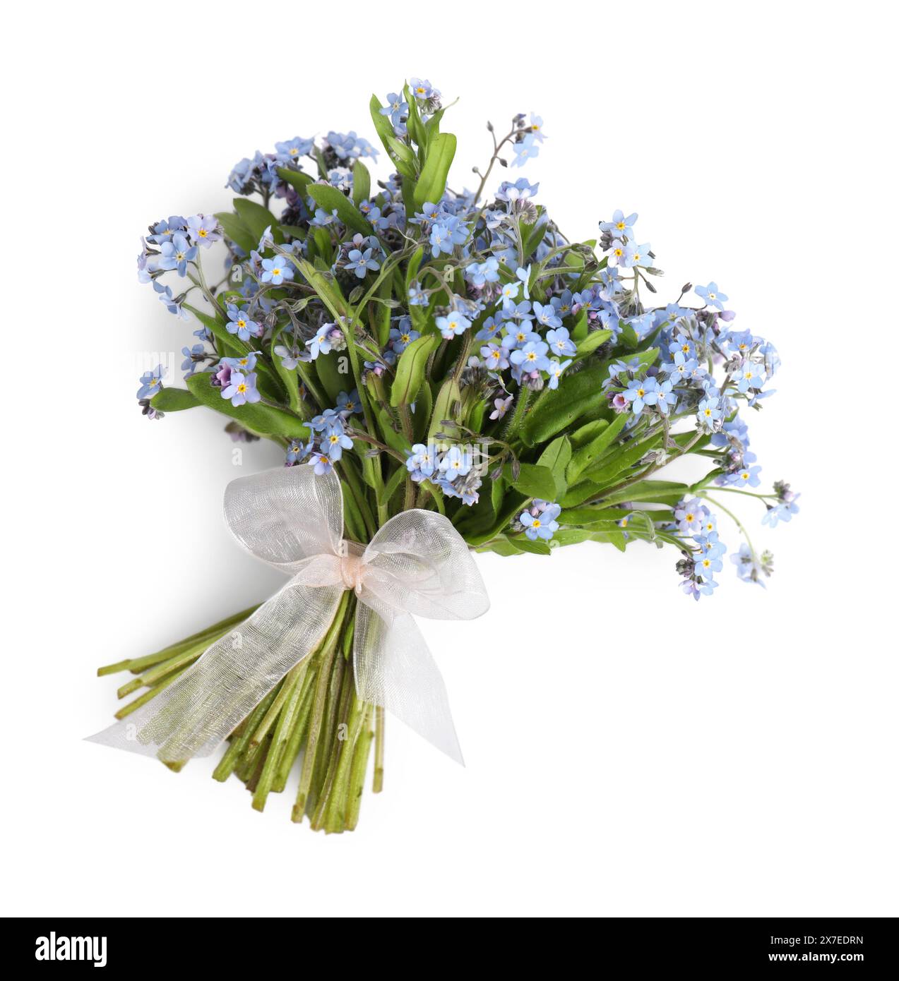 Bouquet di bellissimi fiori dimenticati su sfondo bianco, vista dall'alto. Spazio per il testo Foto Stock