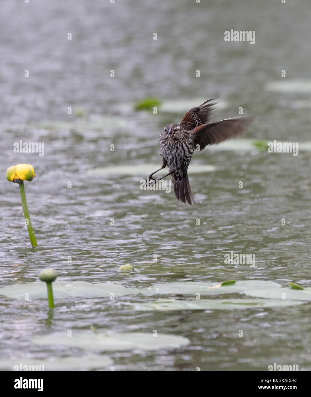 Femmina di Blackbird alato rosso che vola in una palude al vento in primavera in Ontario Foto Stock