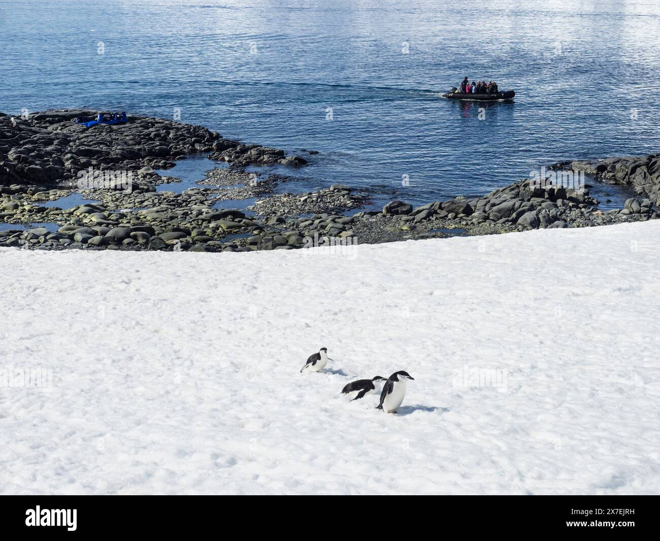 Tre pinguini Chinstrap (Pygoscelis antartide) sul ghiaccio a Palaver Point, mentre uno zodiaco pieno di turisti passa davanti, due Hummock Island, Antartide Foto Stock