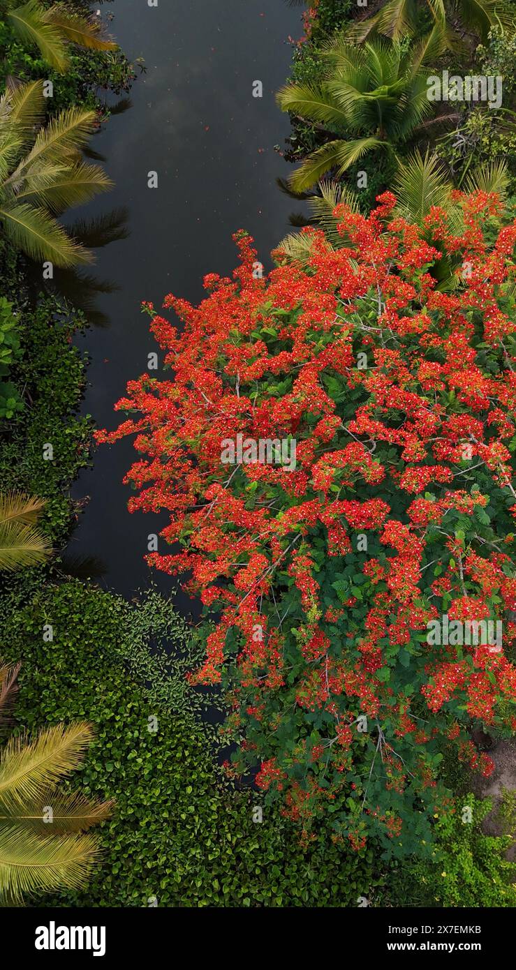 Scena incredibile per viaggi ecologici a Ben tre, Delta del Mekong, Vietnam, vista aerea con la fiorente fenice o fiore rosso fiammeggiante, Giacinto d'acqua, noce di cocco Foto Stock