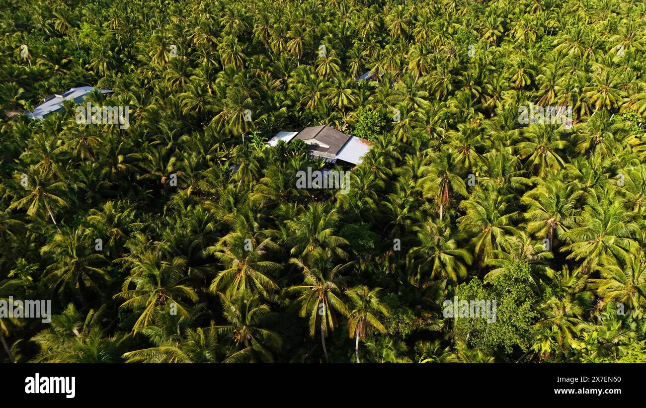 Incredibile vista aerea del villaggio del Delta del Mekong, vasto campo di noci di cocco, nipa, tetto di una casa solitaria nel verde di palme, scenario solitario di campagna ecologica Foto Stock
