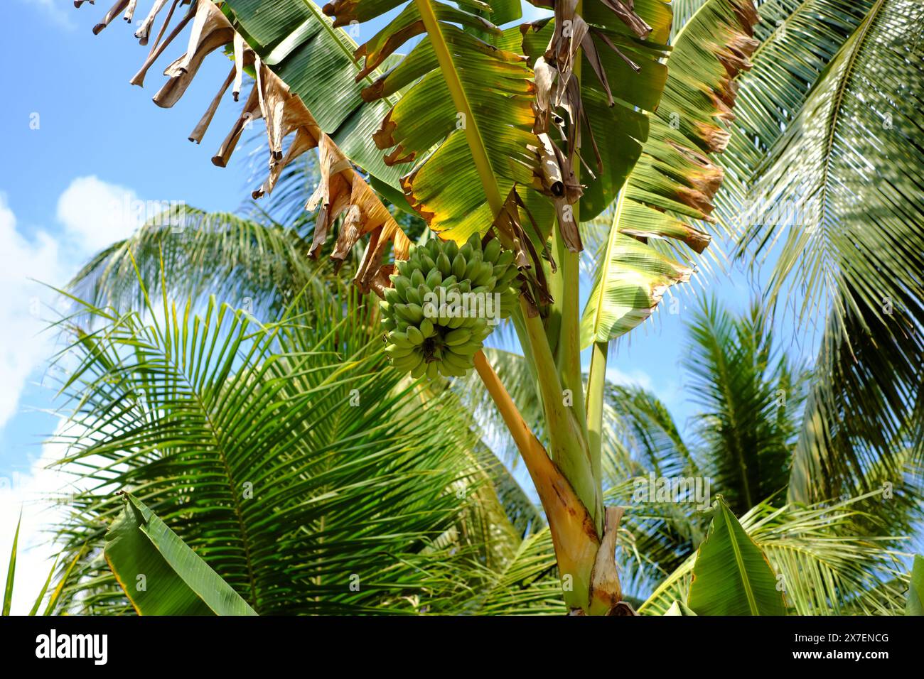 Splendida vista con mucchio di banane, chuoi sap, palme da cocco nel verde sotto il cielo, ambiente ecologico nella regione del Delta del Mekong, destinazione per l'ecoturismo Foto Stock