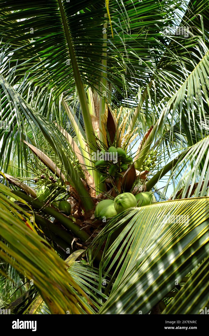 Mazzo di cocco su palma, tipo di frutta per bevanda salutare a terra di cocco, Ben tre, Delta del Mekong, Vietnam, bella destinazione per l'ecoturismo Foto Stock