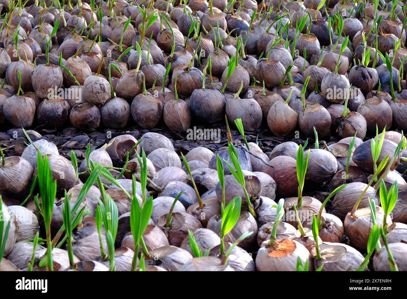 Vivaio di noci di cocco per l'allevamento di palme con molte piantagioni in piantagione a Ben tre, Delta del Mekong, Vietnam, il germoglio cresce da conchiglie in verde, giovane vita vegetale Foto Stock