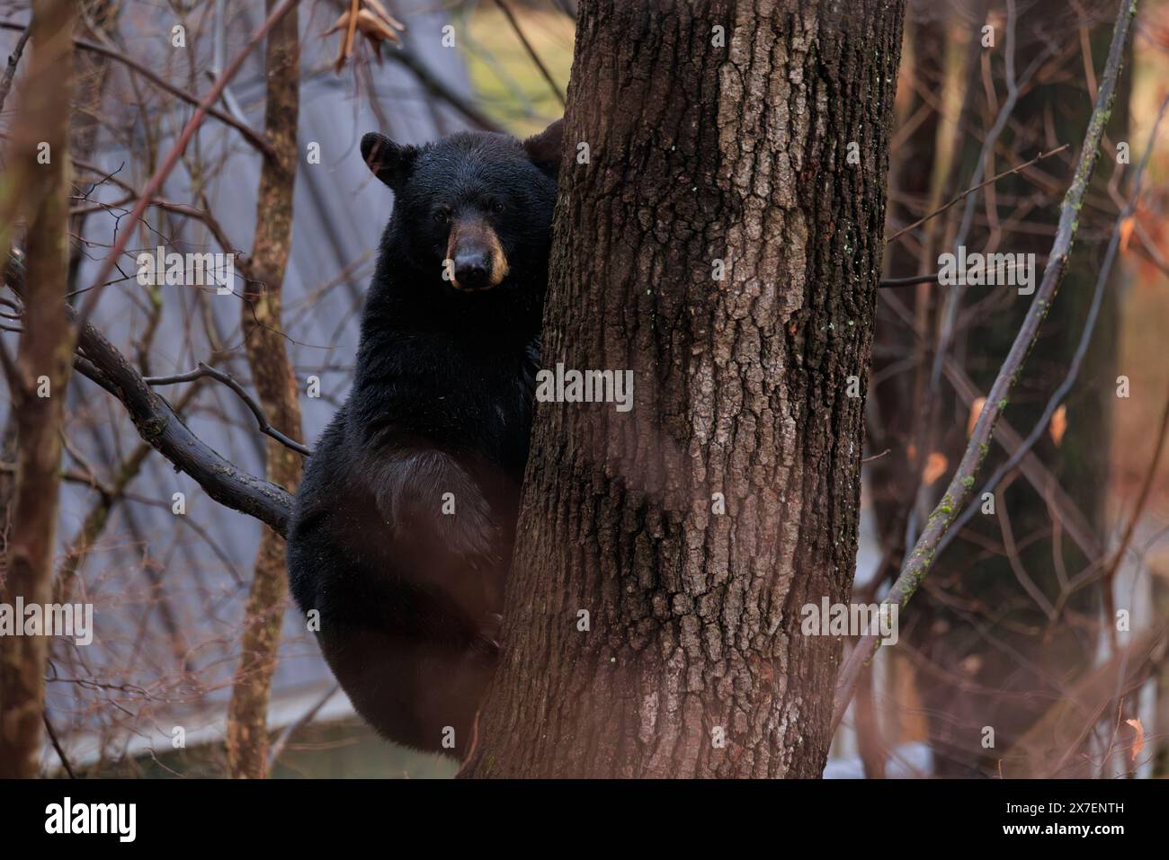 Una femmina di orso nero americano che si arrampica e si siede su un albero Foto Stock Una femmina di orso nero americano che si arrampica e si siede su un albero Foto Stock