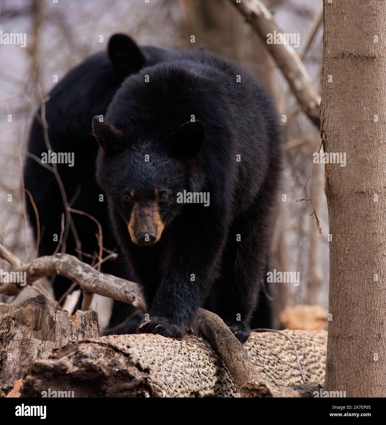 Una femmina di orso nero americano che si arrampica e si siede su un albero Foto Stock Una femmina di orso nero americano che si arrampica e si siede su un albero Foto Stock