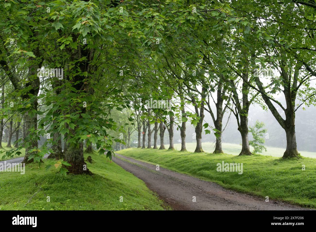 Ingresso alberato ai Gibbs Gardens di Ball Ground, Georgia. (USA) Foto Stock