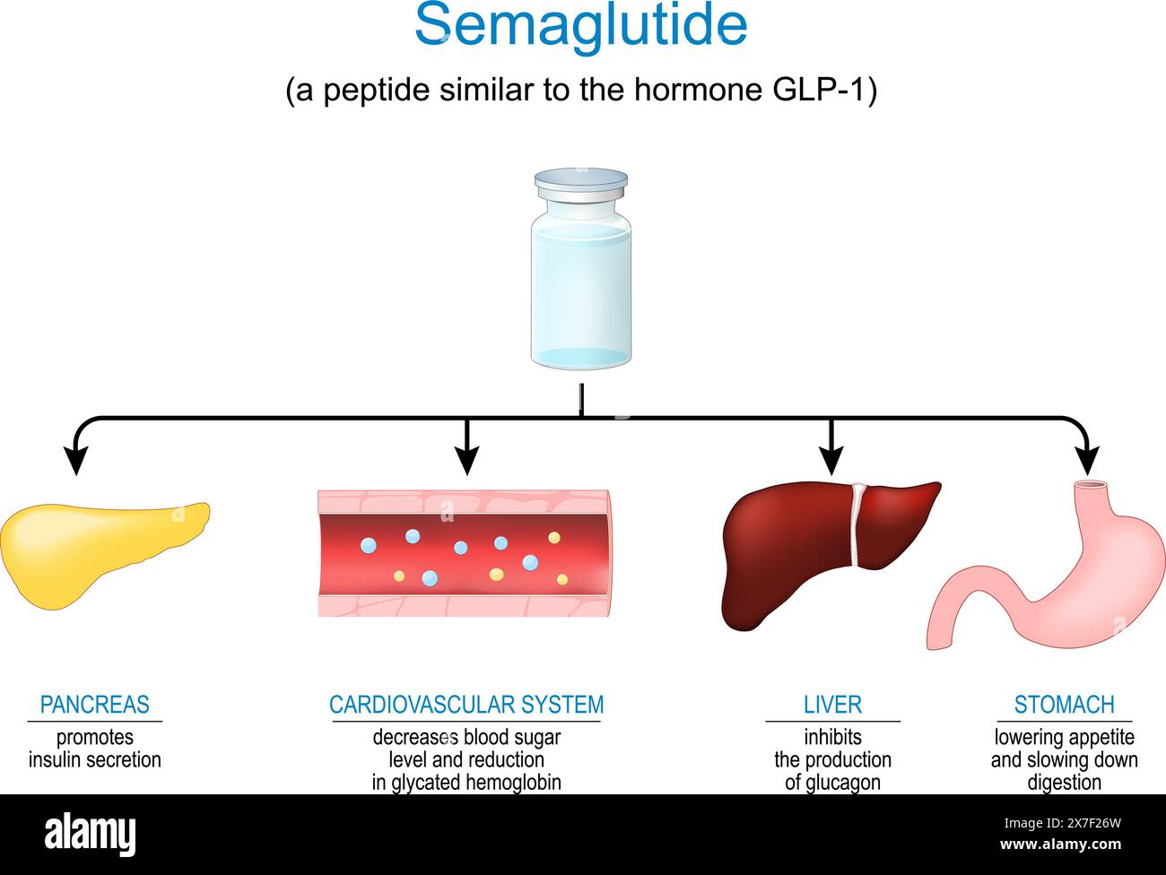 Semaglutide. Ormone peptidico. Farmaci anti-obesità. Meccanismo d'azione del farmaco antidiabetico utilizzato per il trattamento del diabete di tipo 2. Illustrazione Vettoriale