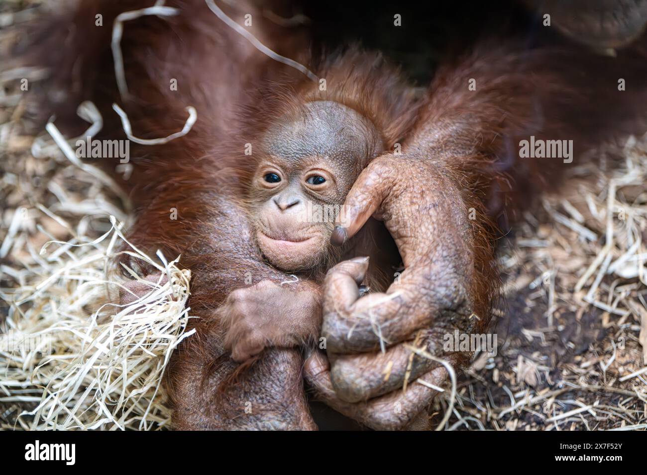Foto datata 22/7/2023 di Orangutan Jingga, 13 anni, con suo figlio di cinque settimane allo zoo di Blackpool. Gli attivisti chiedono che un'azienda con sede a Edimburgo sia esclusa dai futuri cicli di leasing rinnovabile tra le preoccupazioni circa l'impatto che un progetto della sua società madre sta avendo sugli oranghi in pericolo critico. Mighty Earth ha scritto a Mairi McAllan, segretario scozzese per l'energia e Net Zero, sostenendo che la Red Rock Power è "inadatta" a fare offerte per nuovi leasing di parchi eolici fino a quando la sua società madre non concluderà un controverso progetto di diga. Data di pubblicazione: Lunedì 20 maggio 2024. Foto Stock