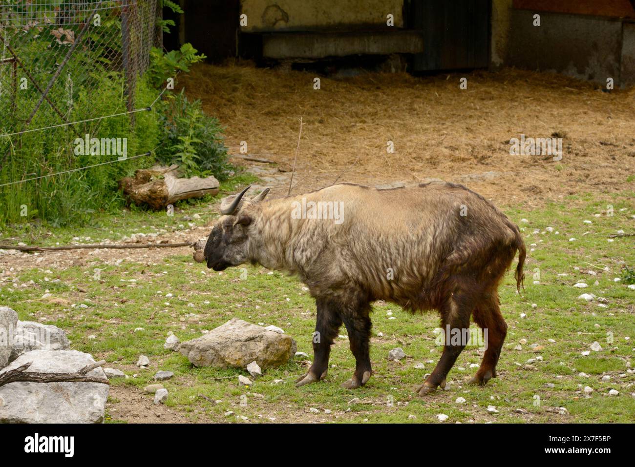 Mishmi takin Budorcas taxicolor taxicolor taxicolor specie di antilopi caprini in via di estinzione in habitat in cattività nello zoo di Sofia, Sofia Bulgaria, Europa orientale Foto Stock