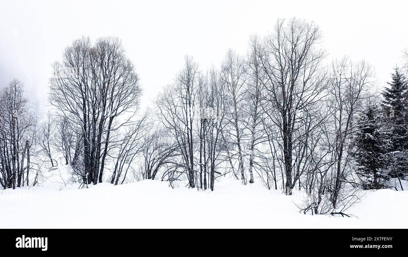 paesaggio invernale di alberi ricoperti di neve Foto Stock