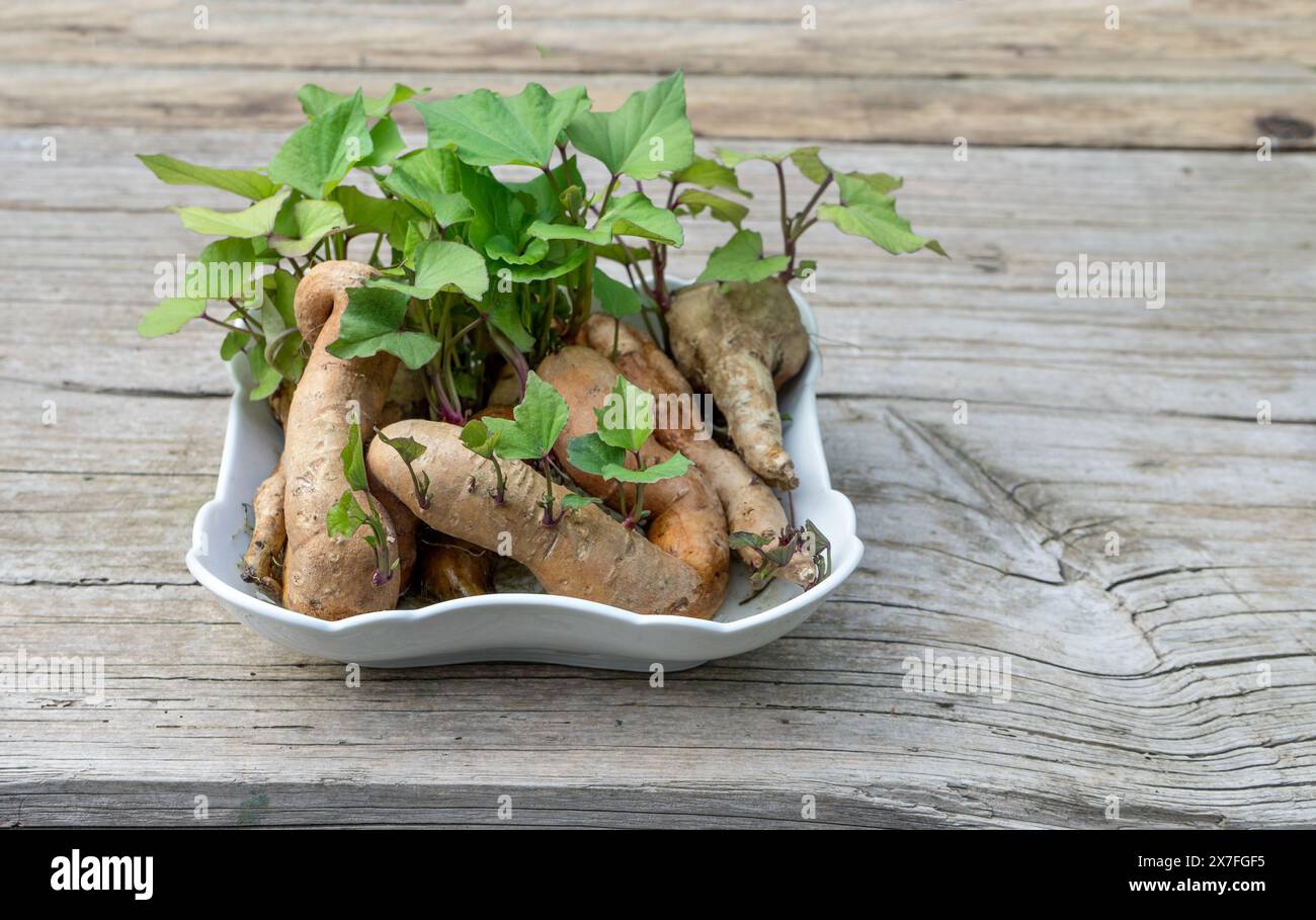 Patate dolci con germogli e foglie freschi in un recipiente bianco Foto Stock