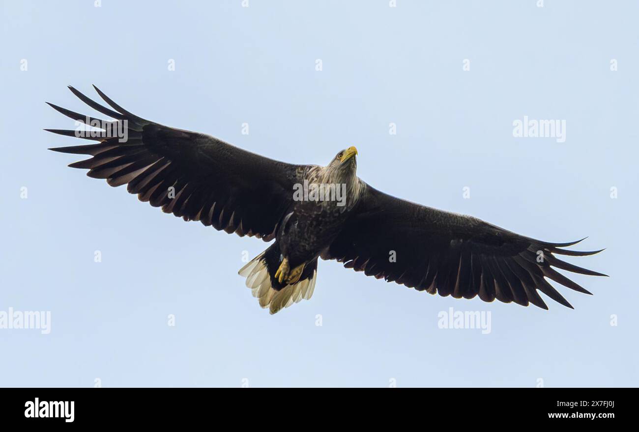 Kersdorf, Germania. 19 maggio 2024. Un'aquila dalla coda bianca (Haliaeetus albicilla). Crediti: Patrick Pleul/dpa/Alamy Live News Foto Stock