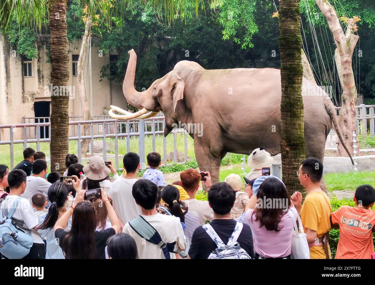 Chongqing, Cina. 20 maggio 2024. I cittadini guardano un elefante eseguire abilità con le sue lunghe narici allo zoo di Chongqing a Chongqing, in Cina, il 19 maggio 2024. (Foto di Costfoto/NurPhoto) credito: NurPhoto SRL/Alamy Live News Foto Stock
