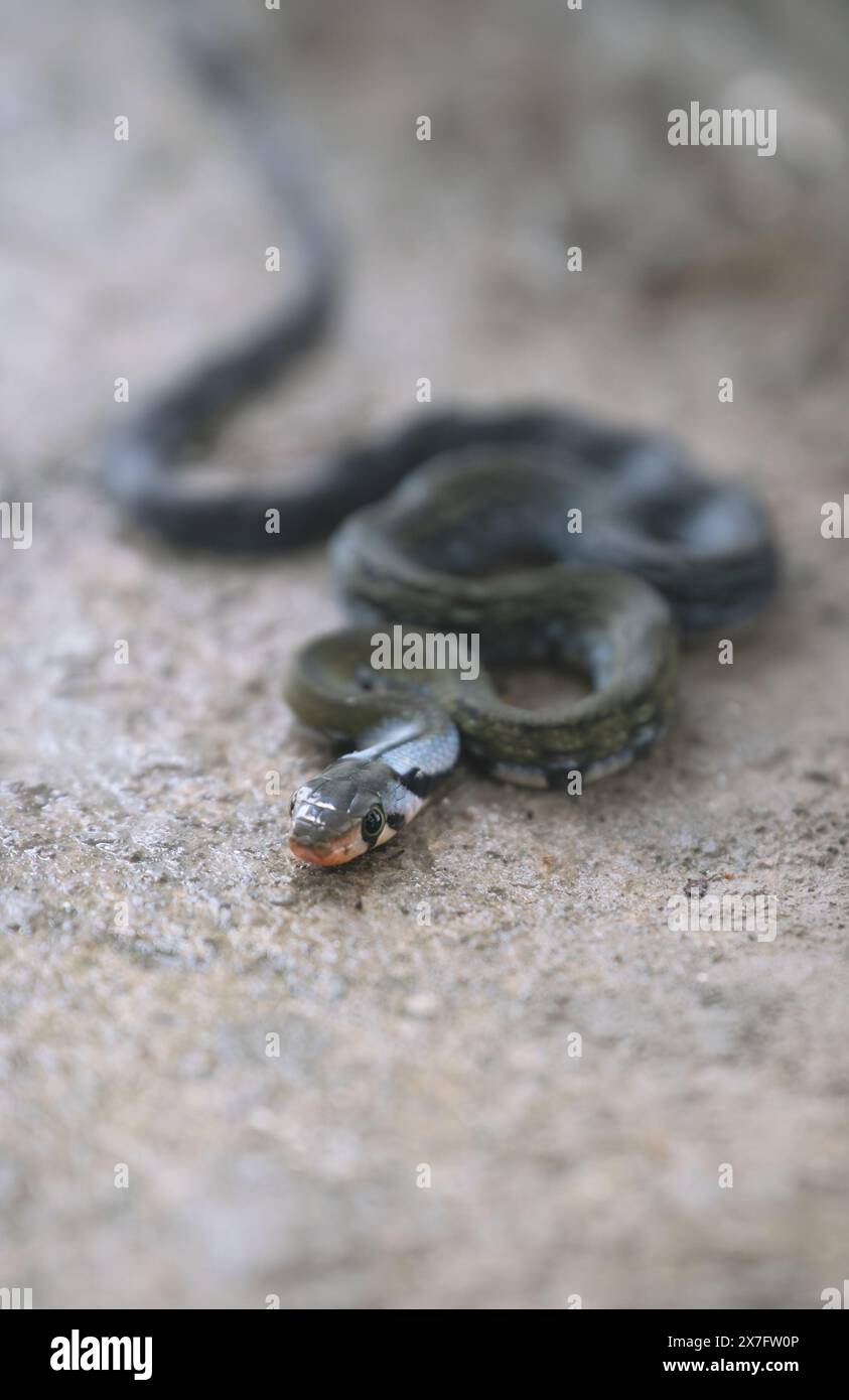 Giovane serpente di ratto nero con particolare attenzione alla testa e al corpo sfocato, Sukau, Sabah, Borneo, Malesia Foto Stock