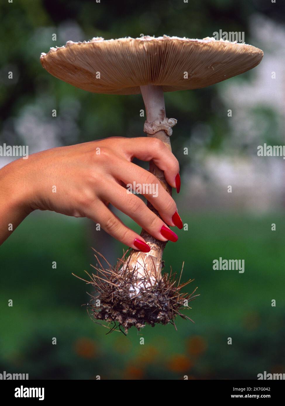 Mano femminile con un fungo Foto Stock