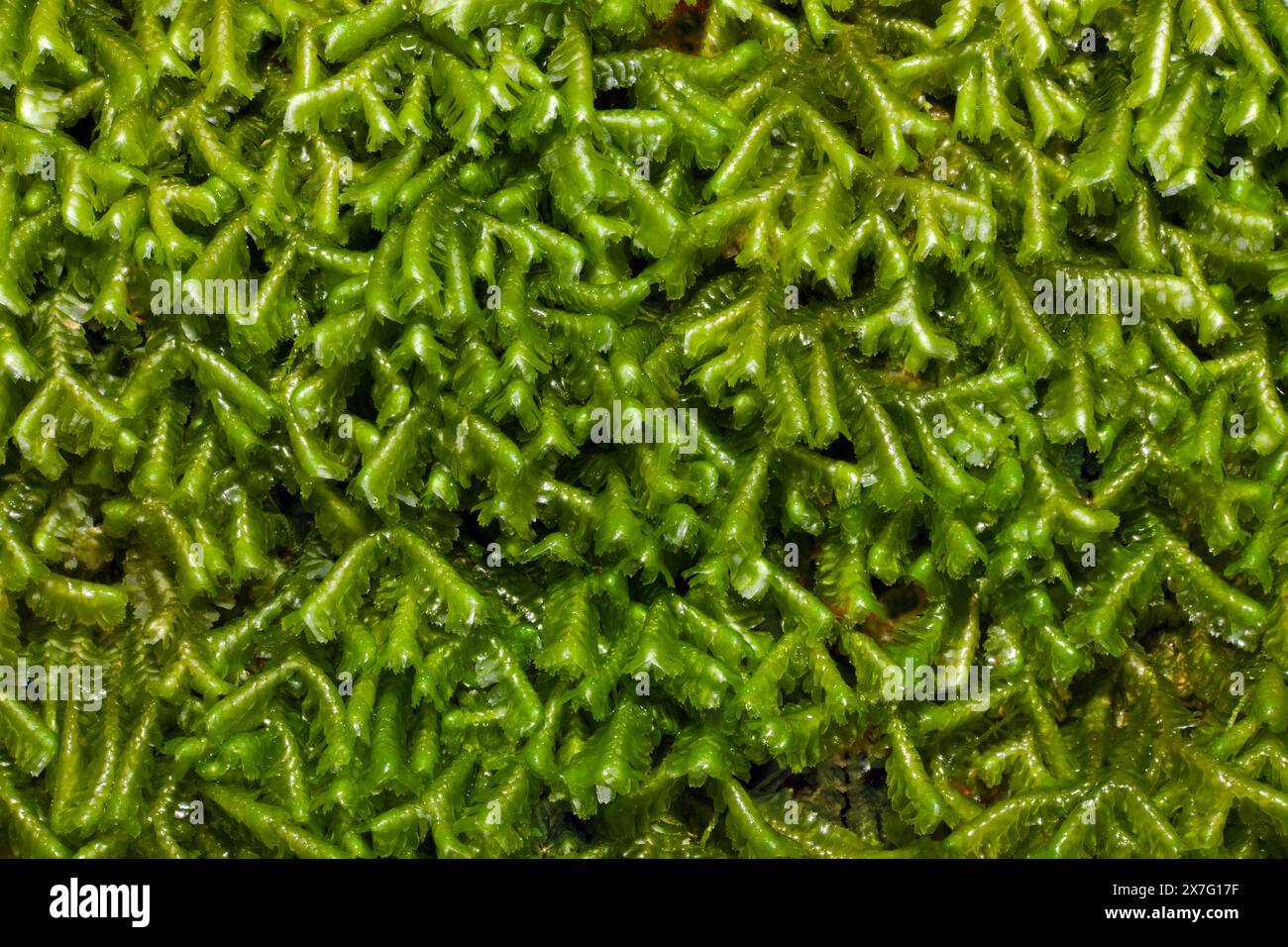 La verwort Bazzania trilobata (Greater Whipwort) si trova tipicamente nella foresta pluviale celtica nella Britannia occidentale. Si trova in tutto l'emisfero settentrionale. Foto Stock La verwort Bazzania trilobata (Greater Whipwort) si trova tipicamente nella foresta pluviale celtica nella Britannia occidentale. Si trova in tutto l'emisfero settentrionale. Foto Stock