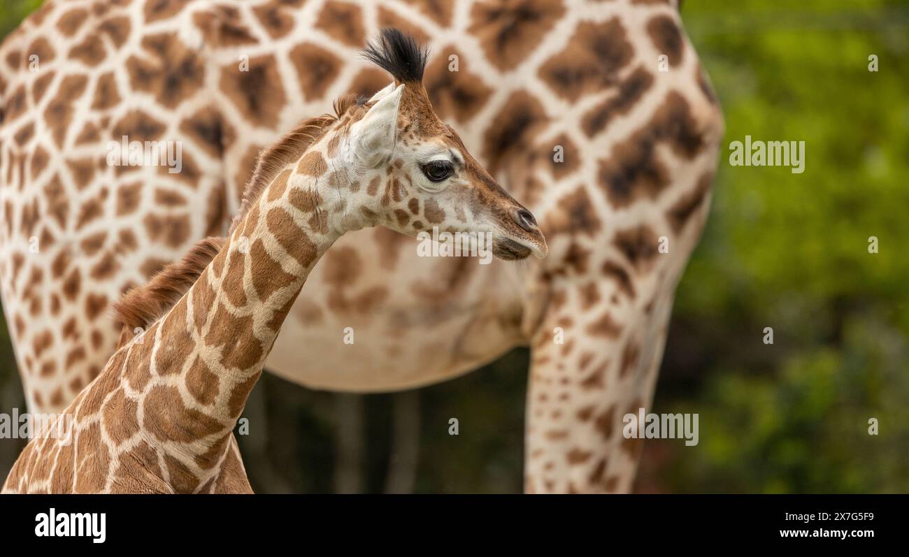 giovane giraffa africana, vicino al dettaglio madre del modello della pelle, animali in cattività Foto Stock